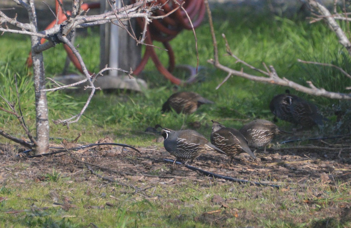 California Quail - ML198198711