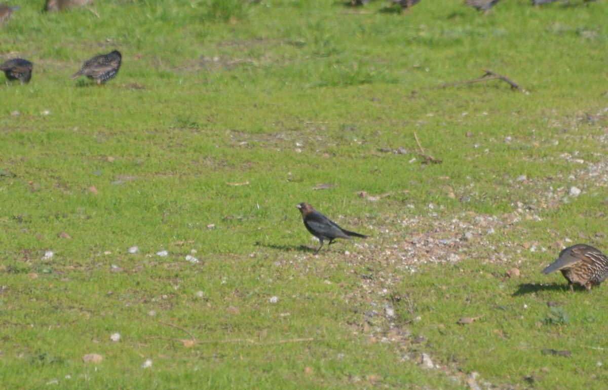 Brown-headed Cowbird - ML198198721