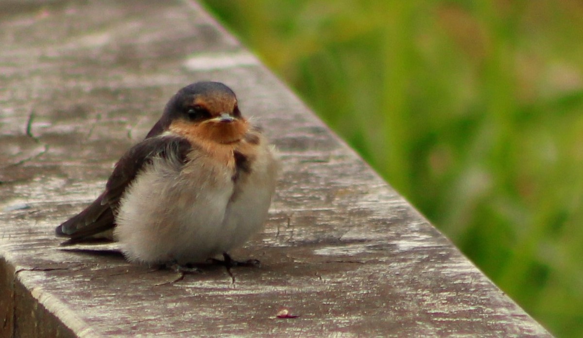 Welcome Swallow - ML198199101