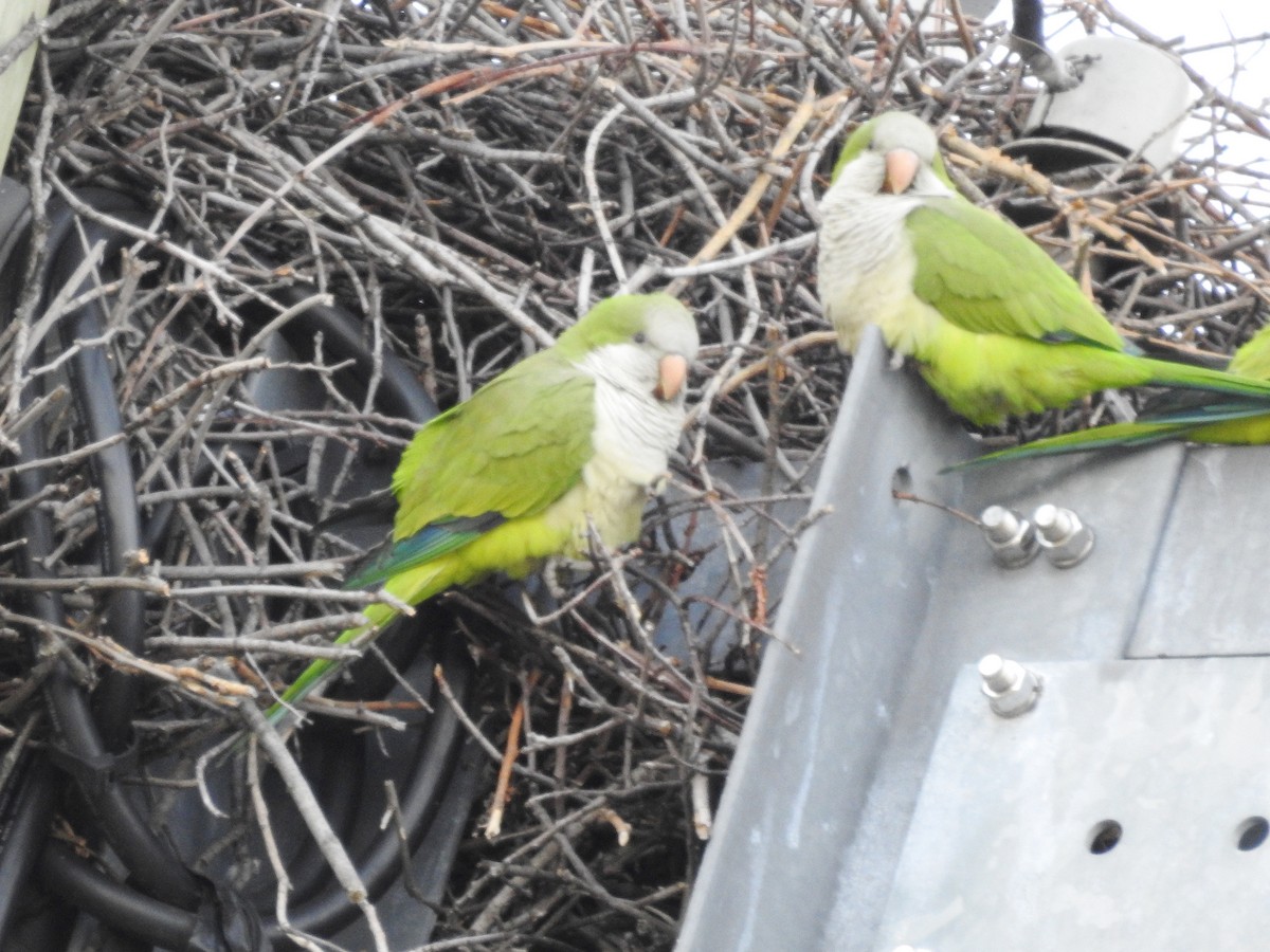 Monk Parakeet - ML198201221