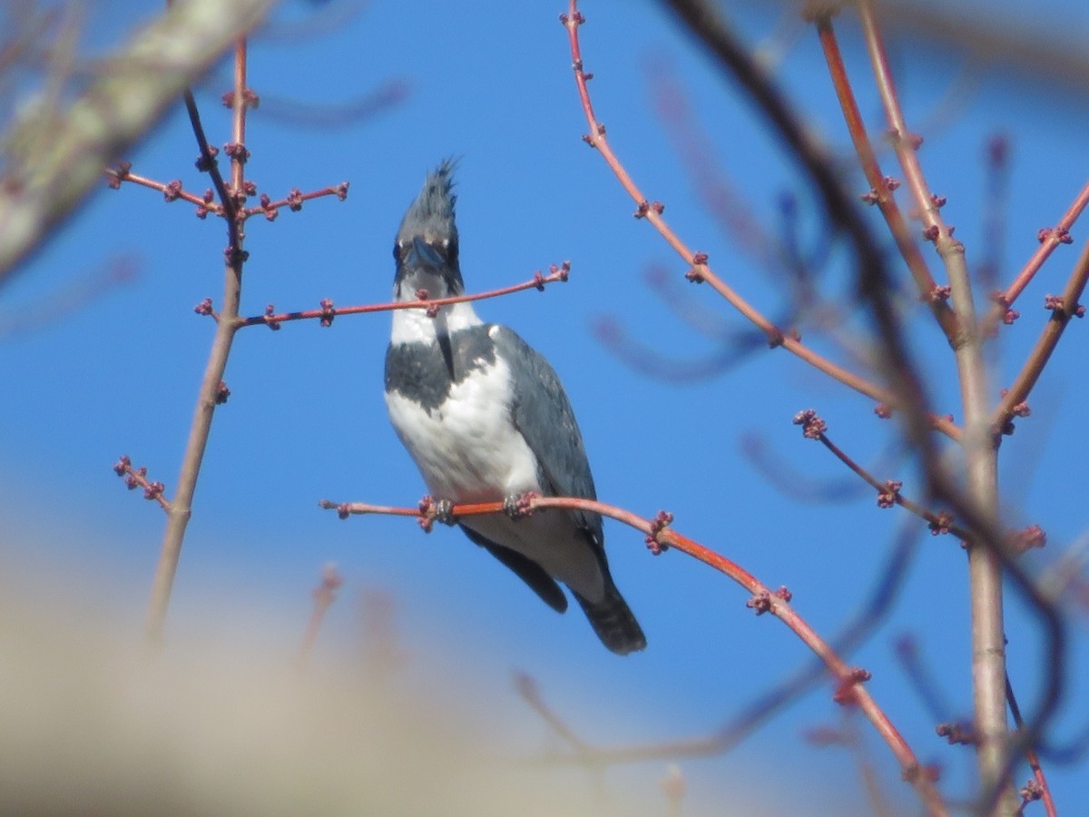Belted Kingfisher - ML198201871