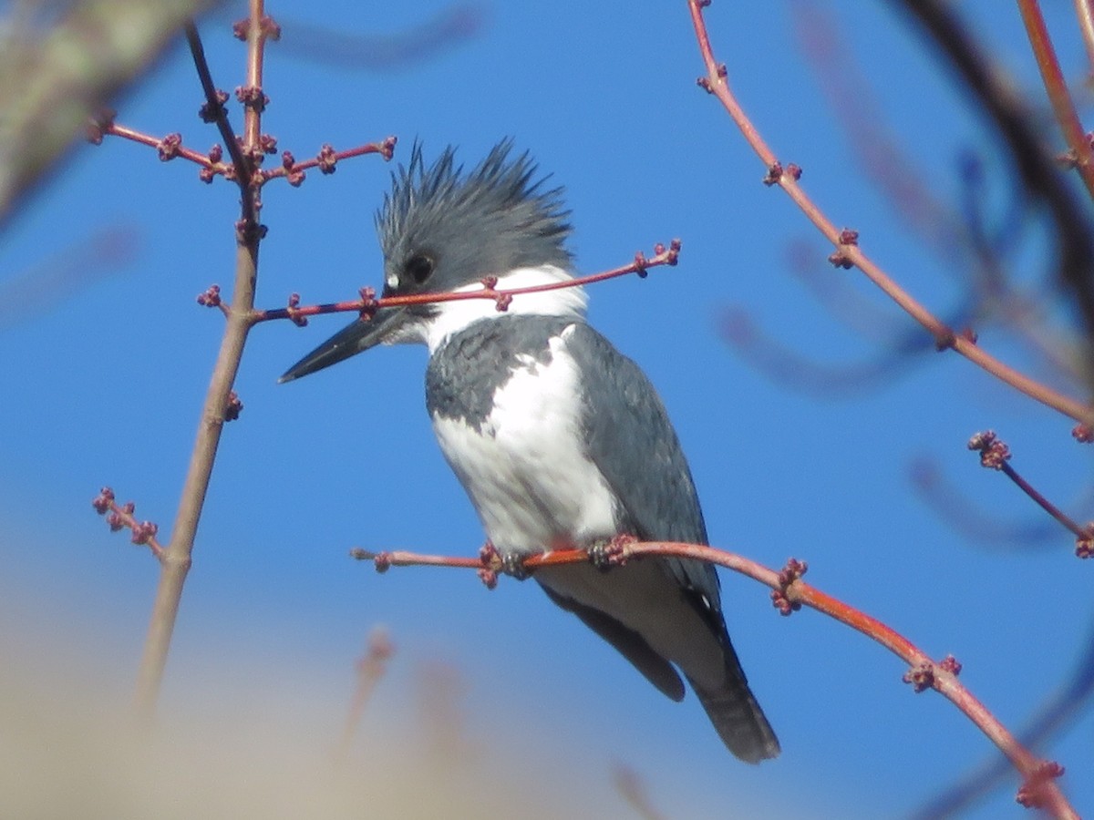 Belted Kingfisher - ML198201931