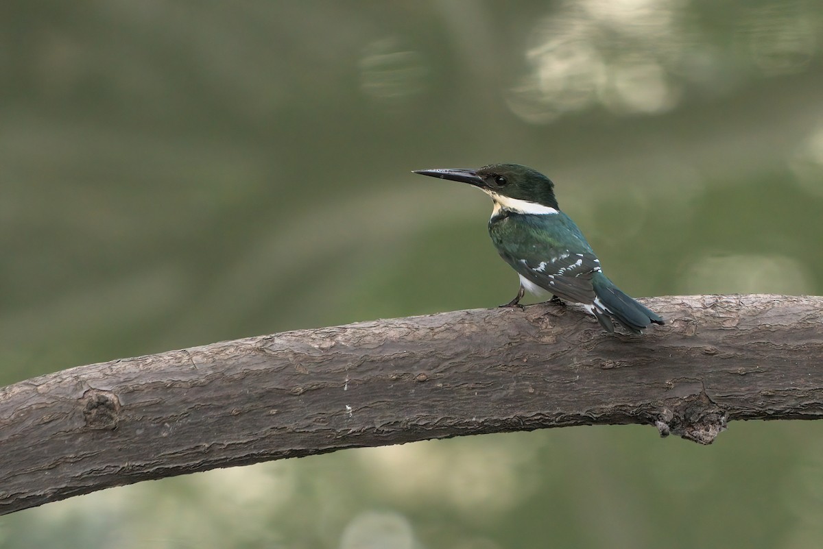 Green Kingfisher - Cesar Ponce