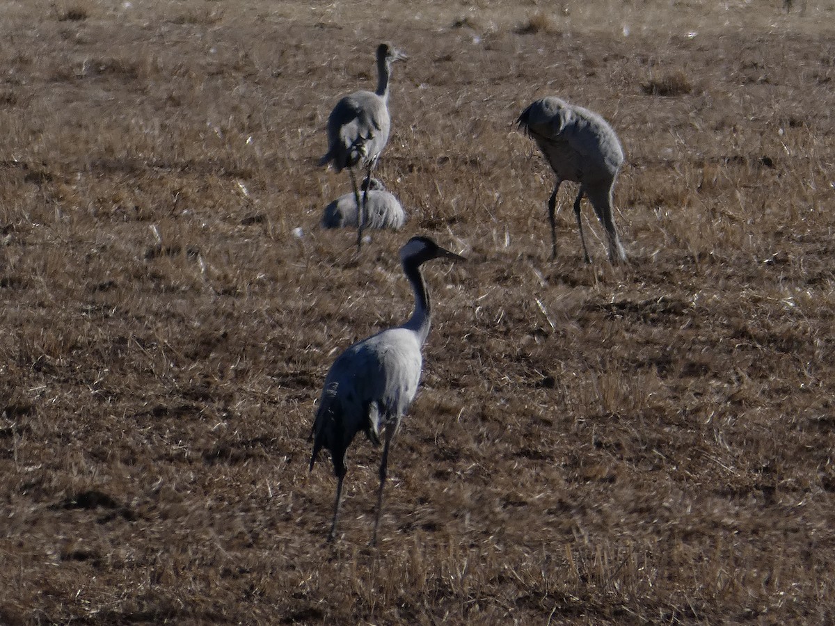 Common Crane - Lucie Parker