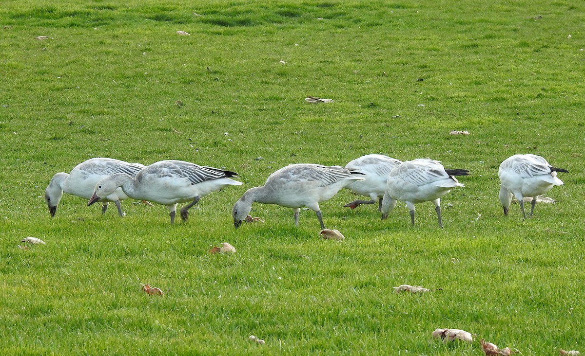 Snow Goose - ML198204691