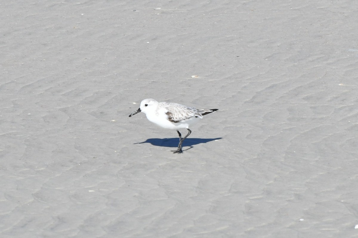 Sanderling - Juliet Berger