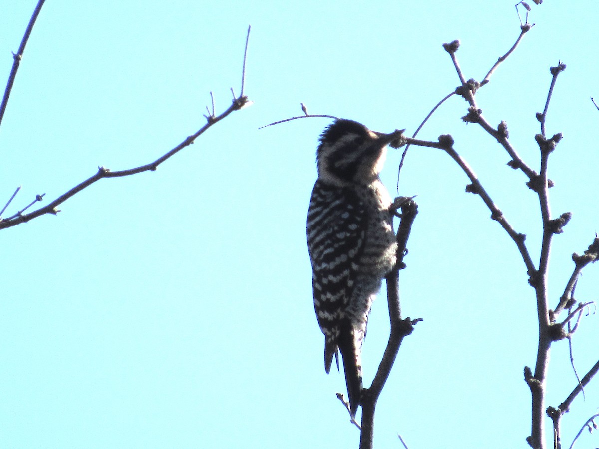 Ladder-backed Woodpecker - ML198206621