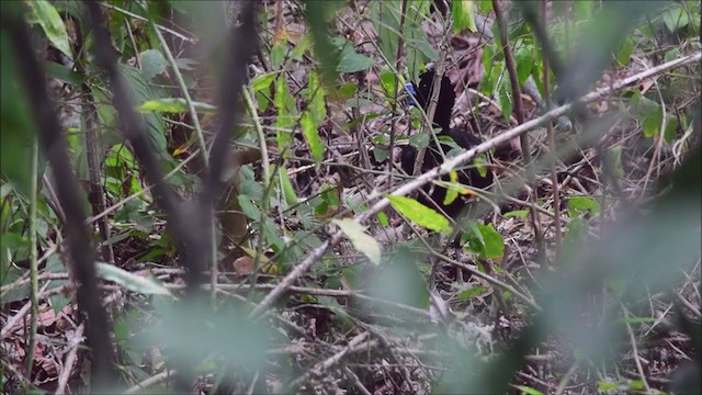 Blue-billed Curassow - ML198207001