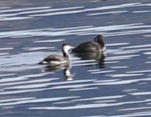 Horned Grebe - ML198207451