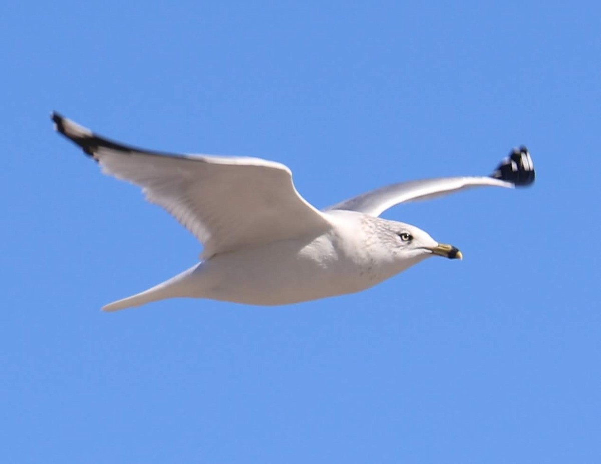 Ring-billed Gull - ML198208671