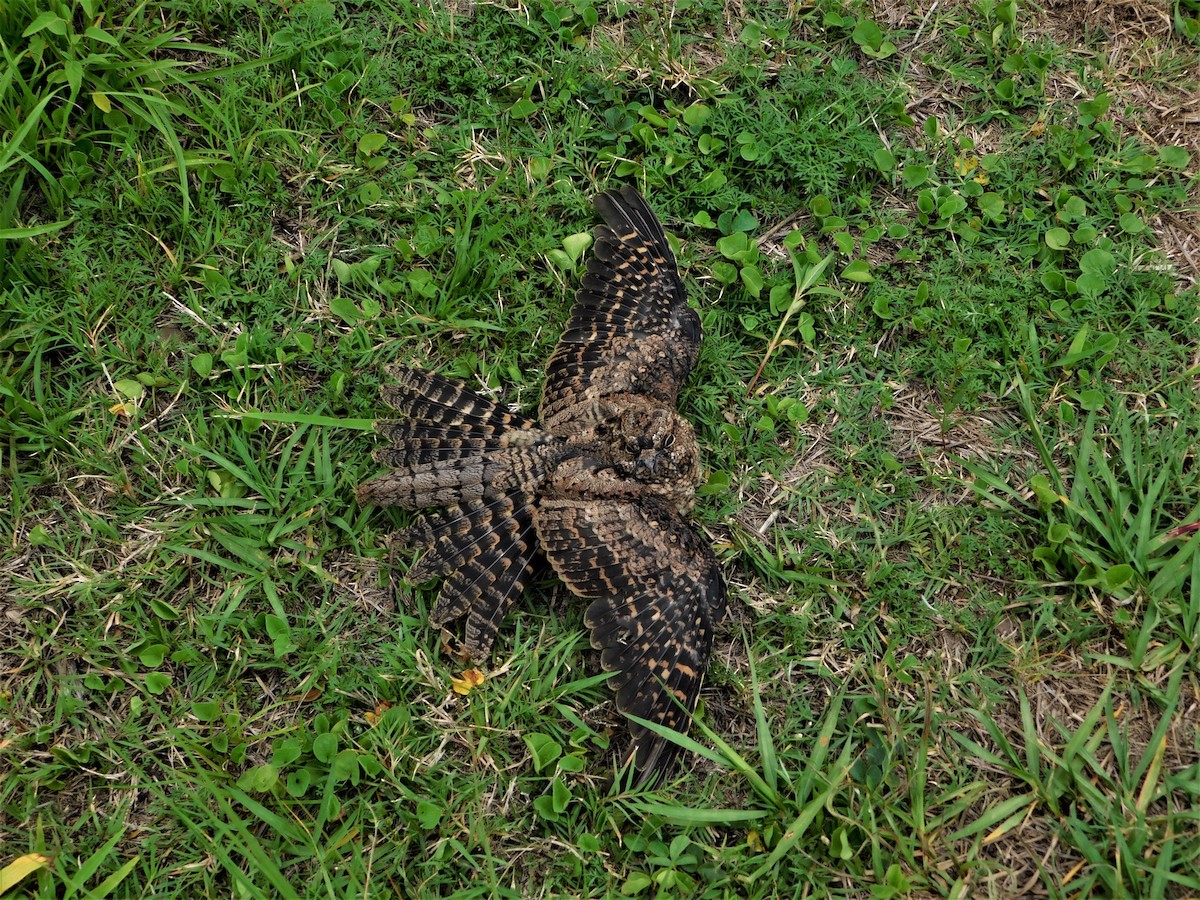 Scissor-tailed Nightjar - ML198211091