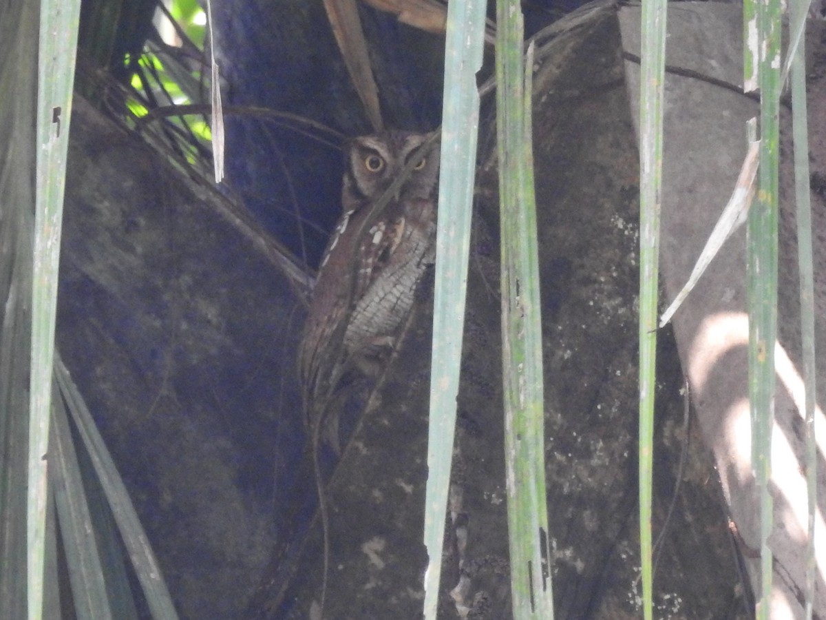 Tropical Screech-Owl - ML198212151