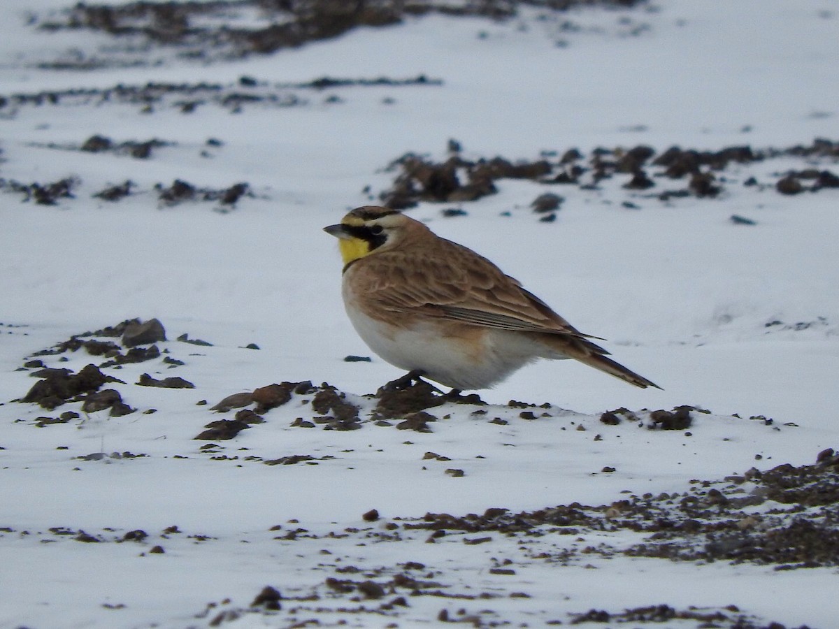 Horned Lark - Betsy MacMillan