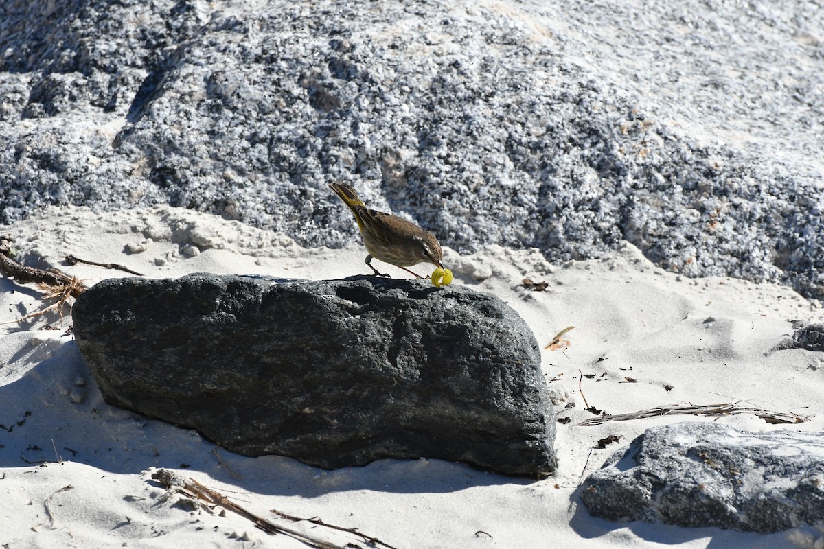 Palm Warbler - ML198213441