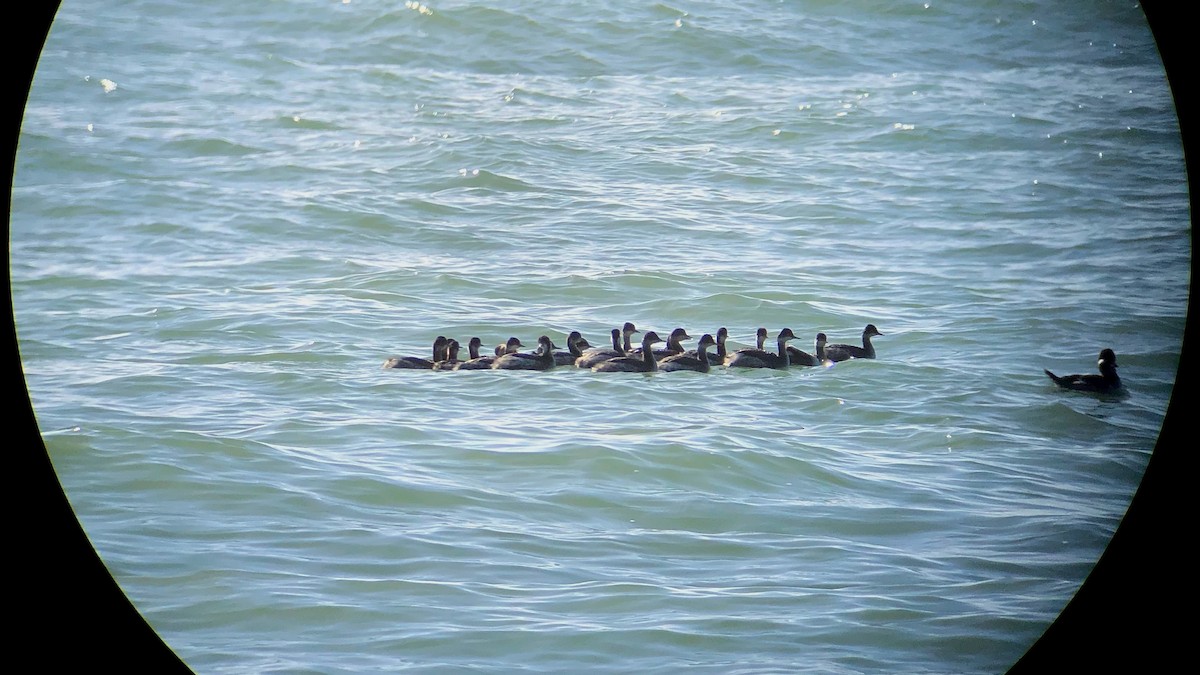 Eared Grebe - ML198213961