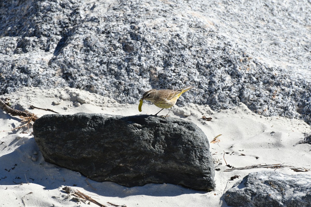 Palm Warbler - ML198214091