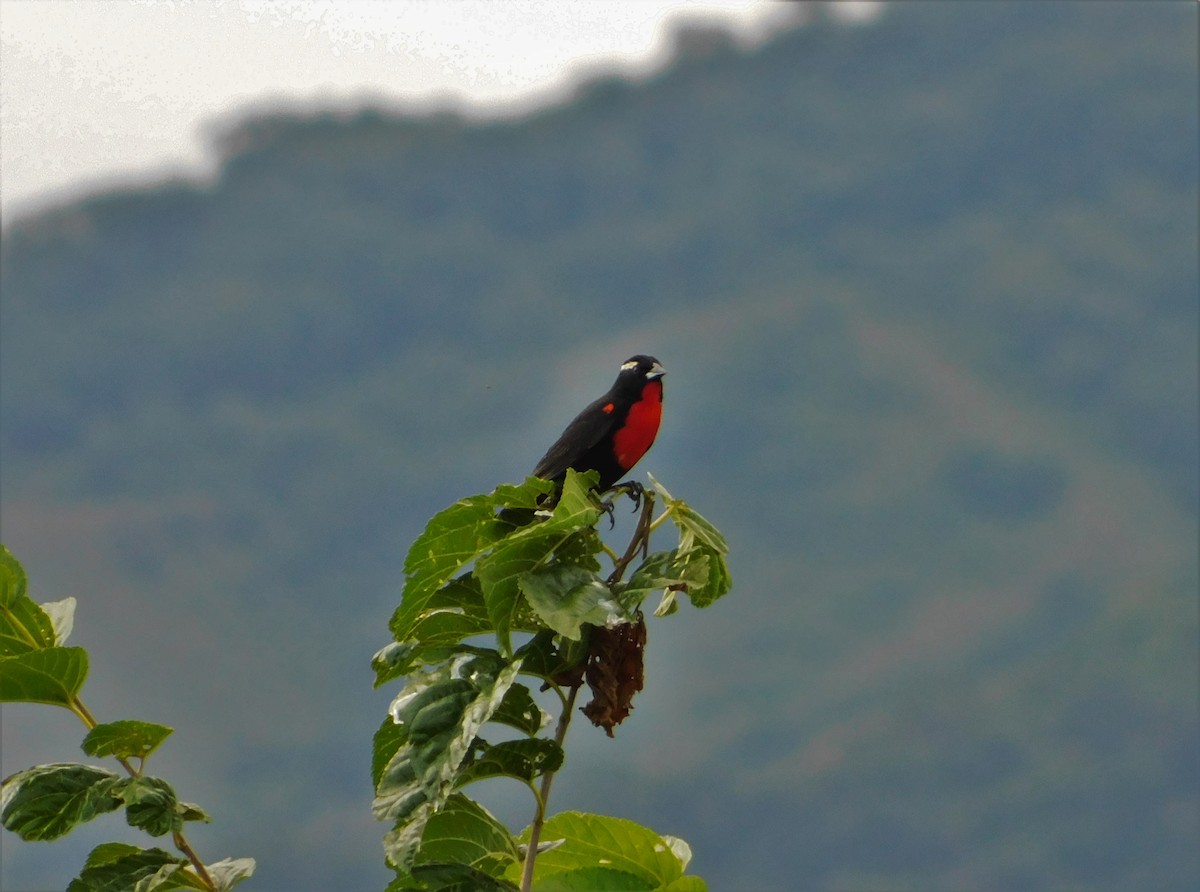 White-browed Meadowlark - ML198215891