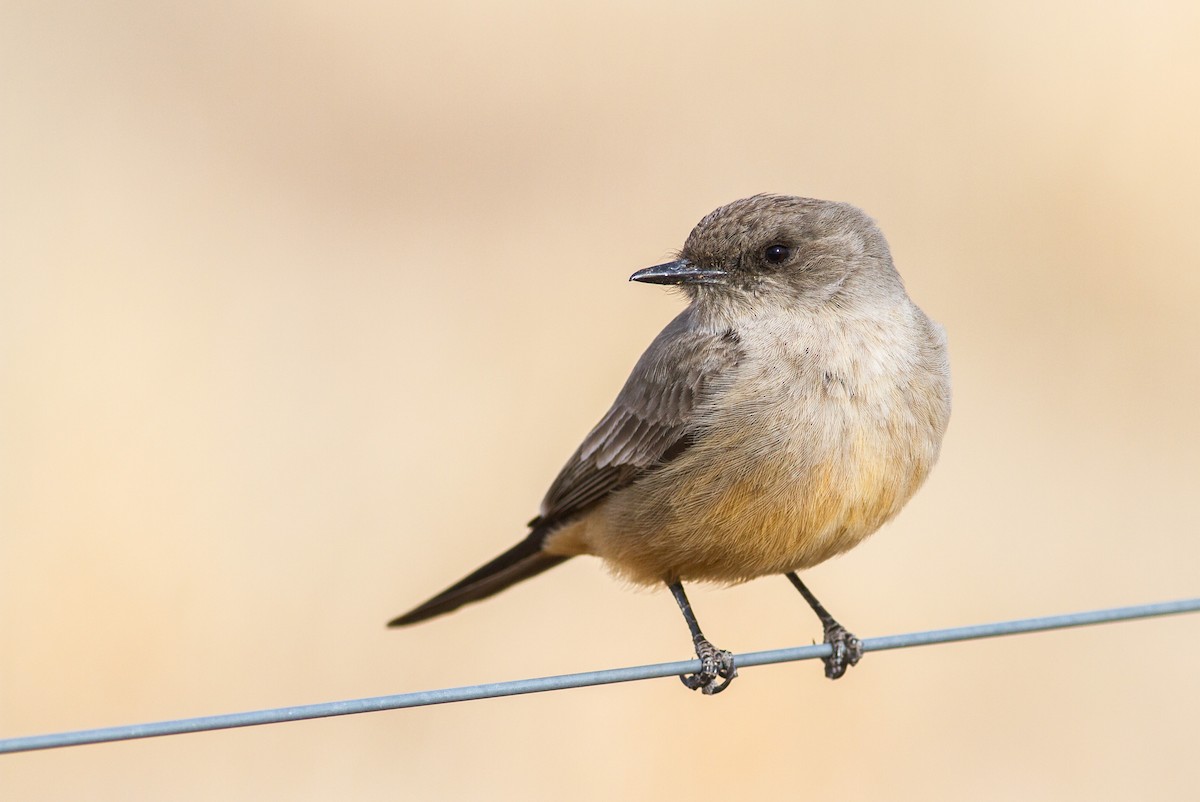 Say's Phoebe - ML198217131