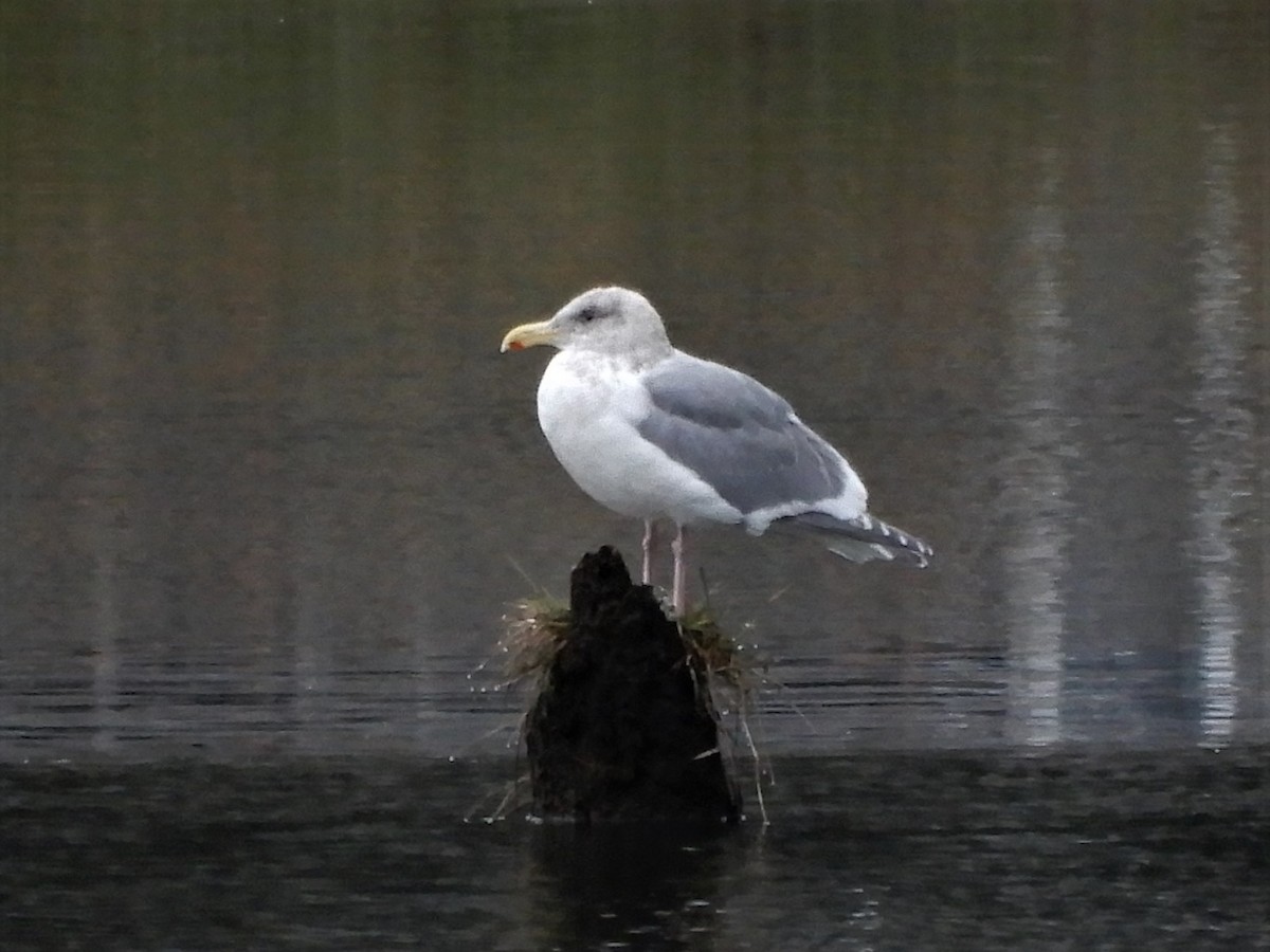 Glaucous-winged Gull - ML198217481