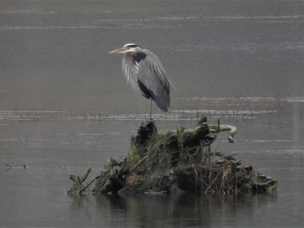 Great Blue Heron - ML198217591
