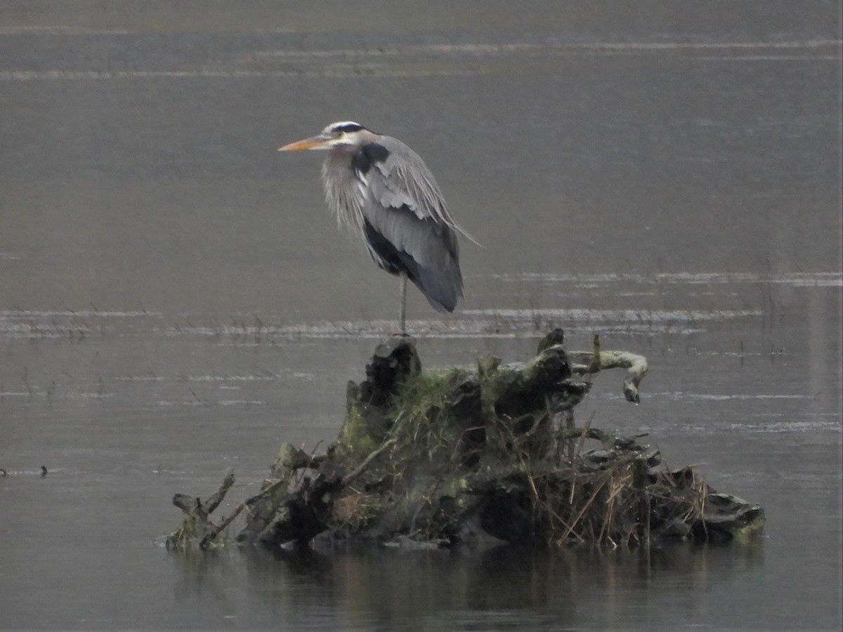 Great Blue Heron - ML198217601