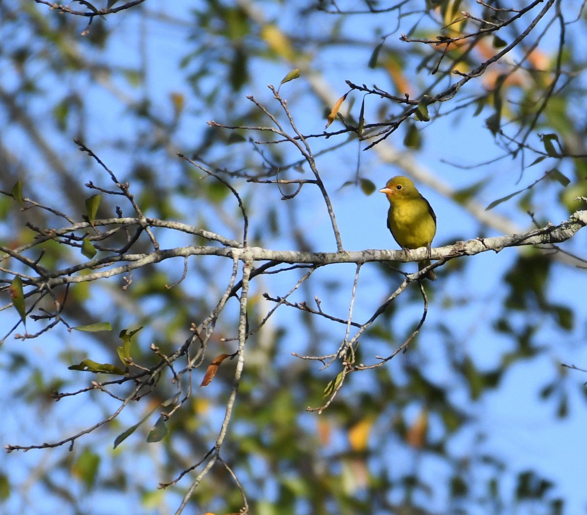 Western Tanager - ML198217921