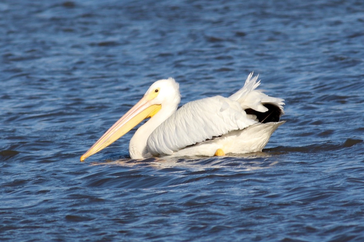 American White Pelican - Ronald Newhouse