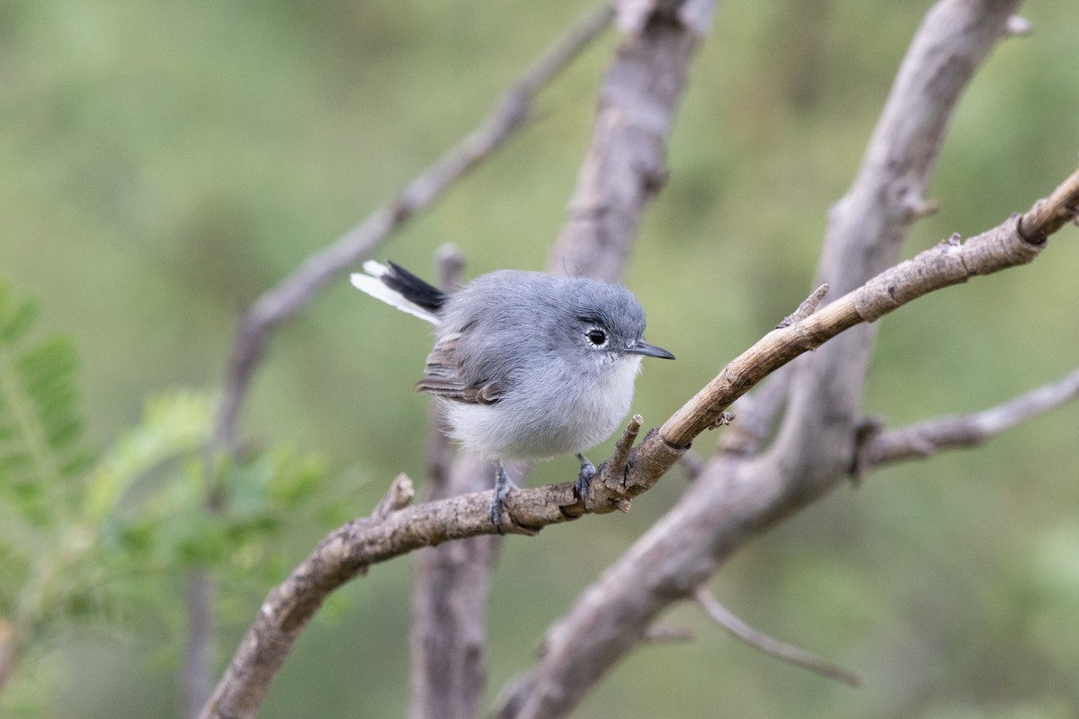 Black-capped Gnatcatcher - ML198220311