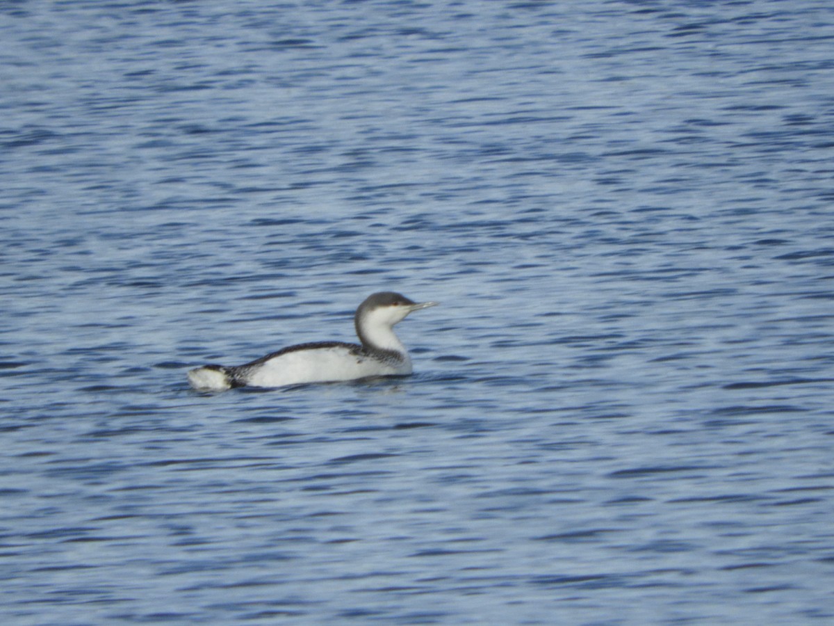 Red-throated Loon - ML198221721
