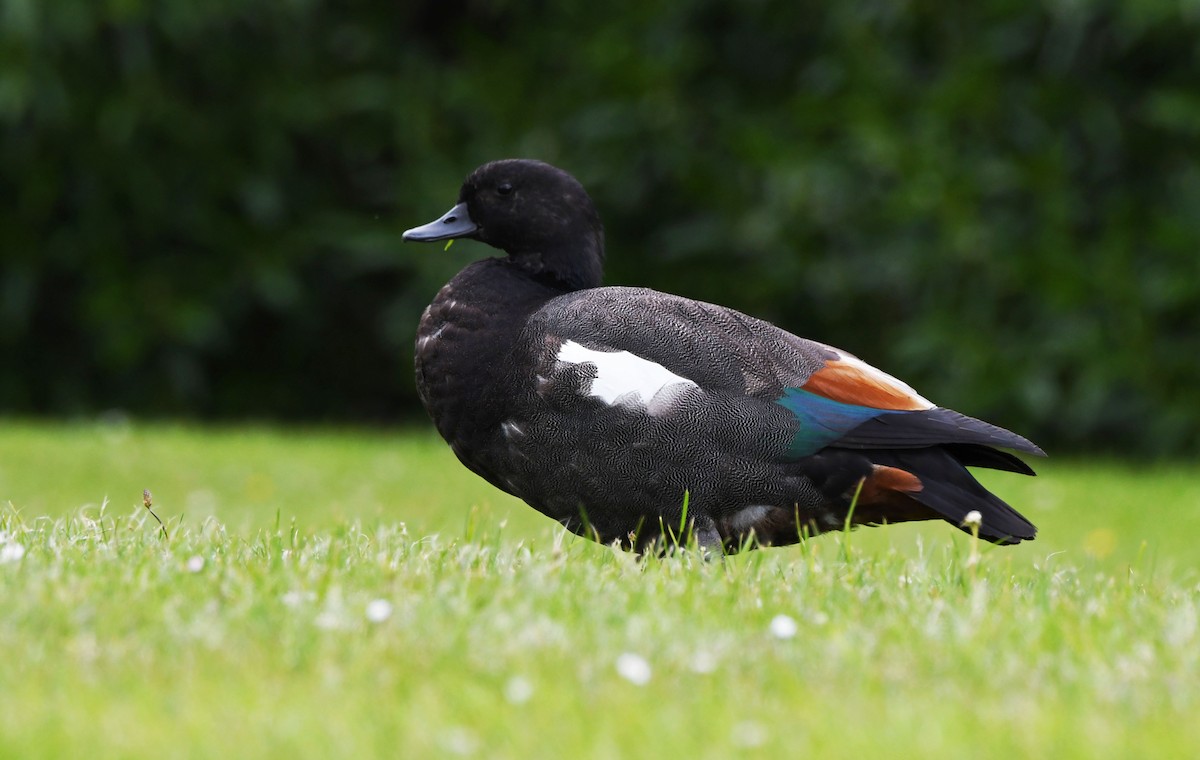 Paradise Shelduck - Jack  Bushong