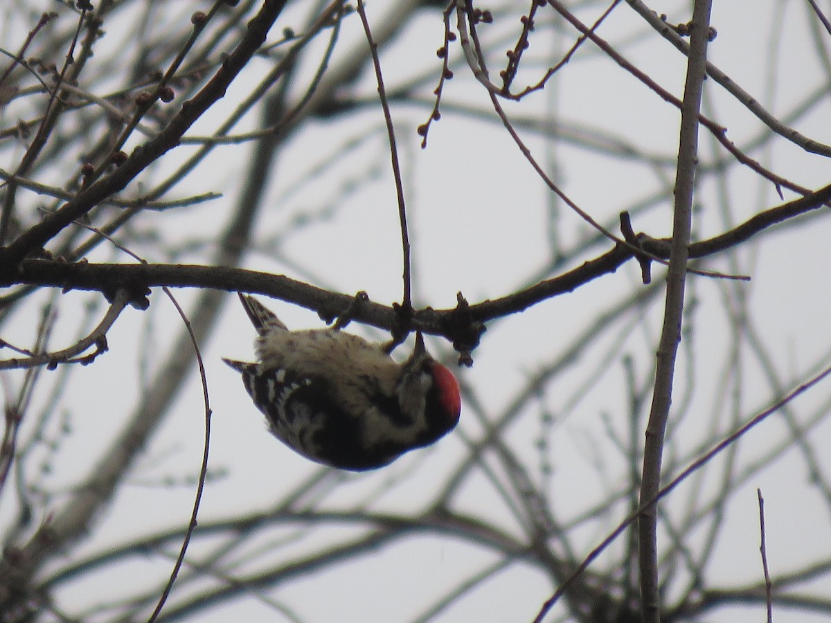 Lesser Spotted Woodpecker - Randy Smith