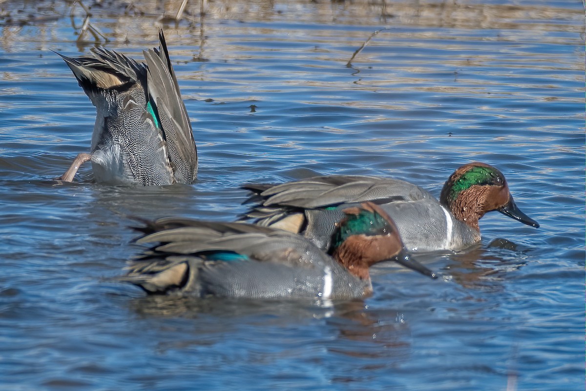 Green-winged Teal - Gregg Hitchings