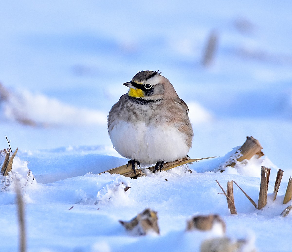 Horned Lark - ML198226011