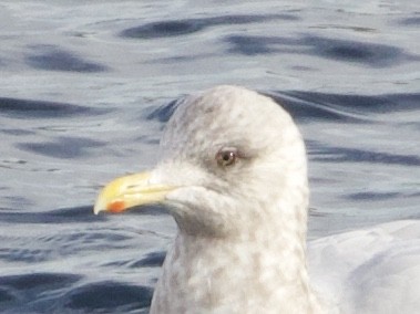 Iceland Gull (Thayer's) - ML198226451