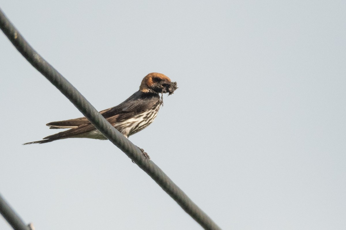 Lesser Striped Swallow - ML198229481