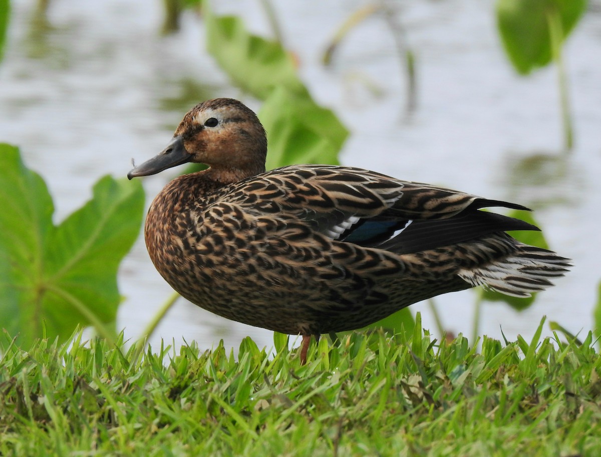 Hawaiian Duck - Joel Gilb