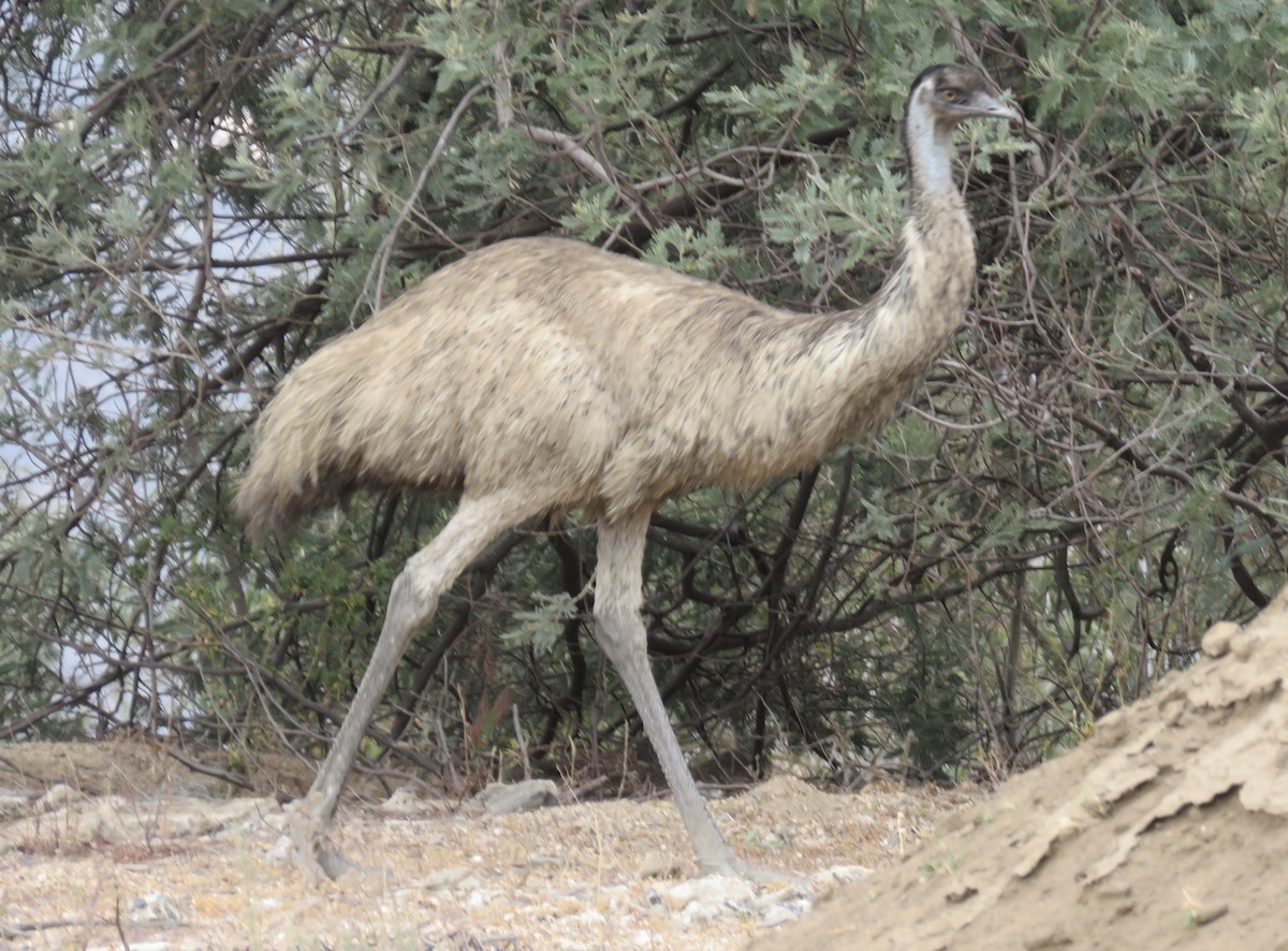 emu - ML198232771