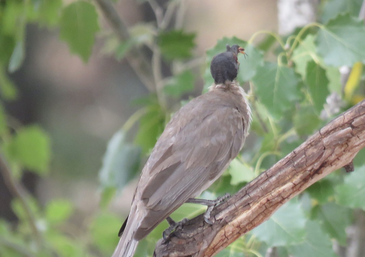 Noisy Friarbird - ML198232831