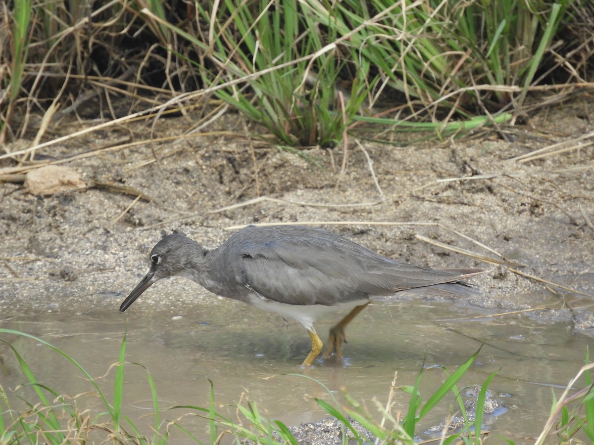 Wanderwasserläufer - ML198234301