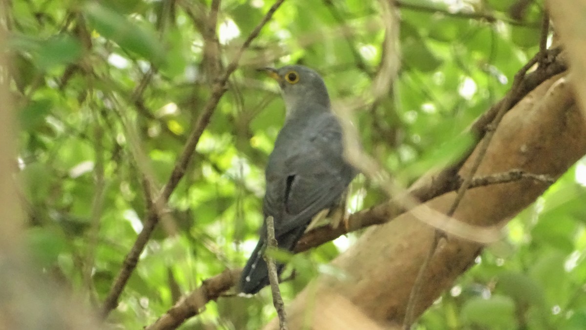 Oriental Cuckoo - ML198235021