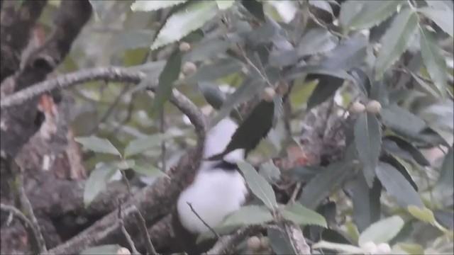 White-crested Laughingthrush - ML198235331