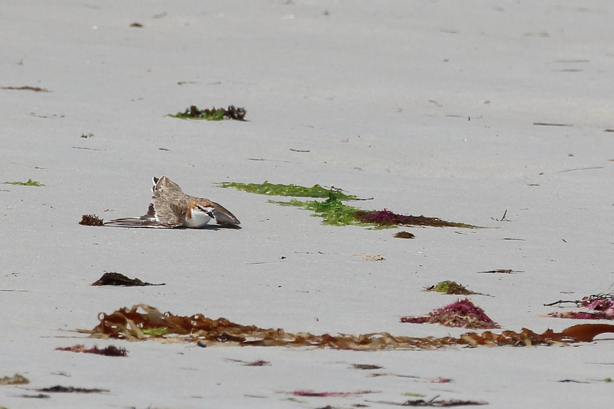 Red-capped Plover - ML198235381