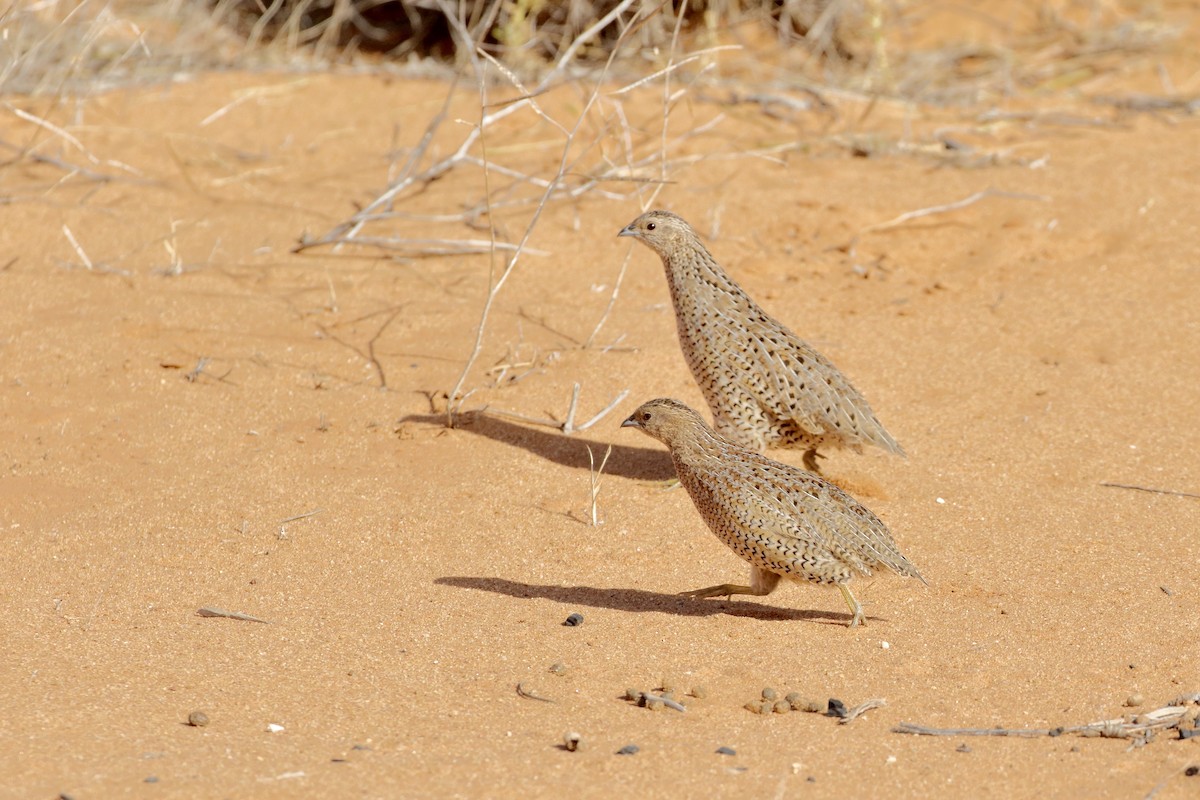 Brown Quail - ML198236981