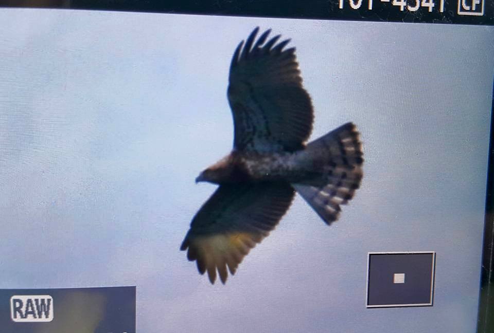 Short-toed Snake-Eagle - ML198238391