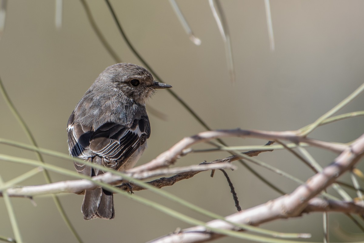 Hooded Robin - Bill Bacon