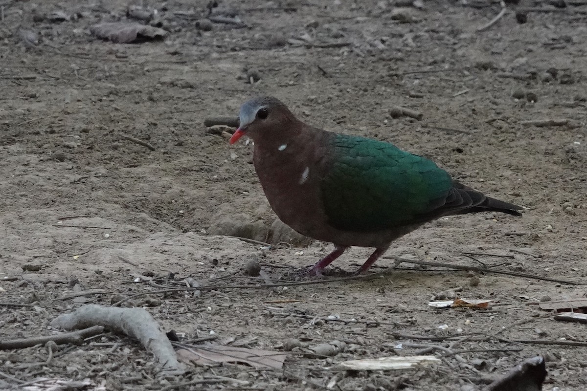 holub zelenokřídlý - ML198240861