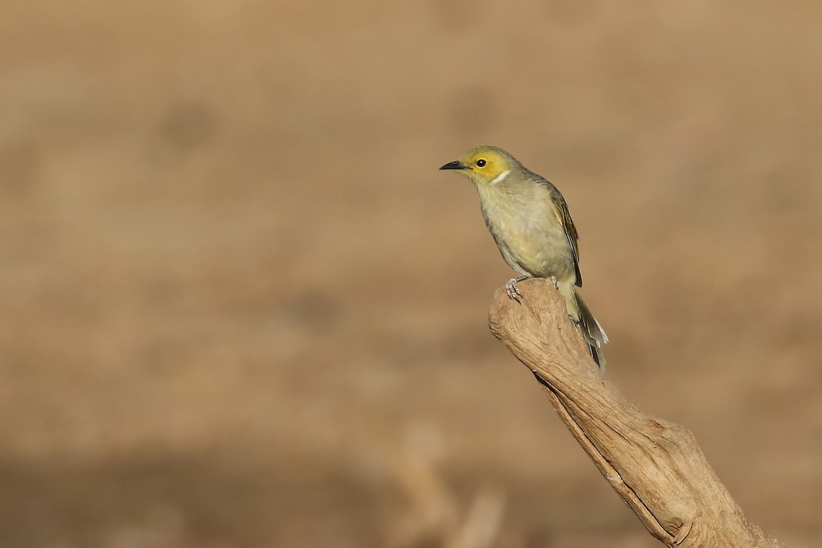 White-plumed Honeyeater - ML198241391