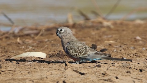 Bourke's Parrot - Neopsephotus bourkii - メディア検索