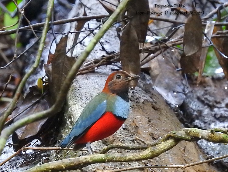 Papua-Blaubrustpitta - ML198241671