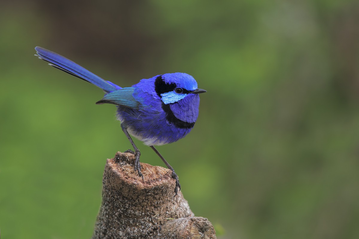 Splendid Fairywren - Marco Valentini